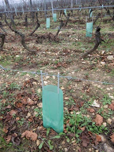 Xi maki nzaki rentable ar fibra vidrio viñedo uvas crianza entrenamiento estacas